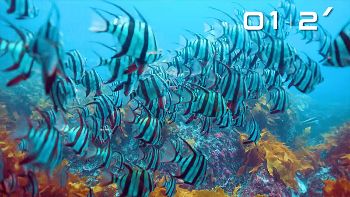 Under the Sea Countdown image number null